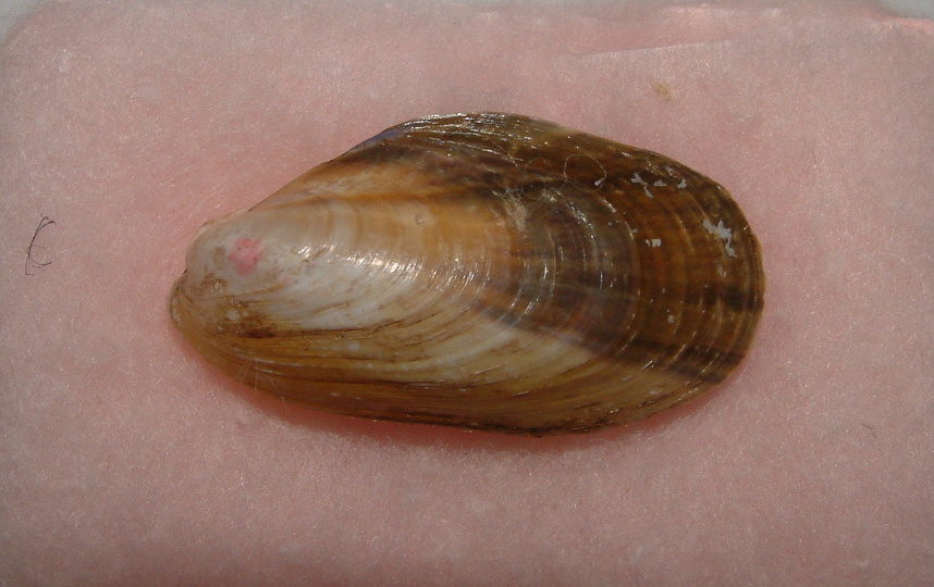 Modiolus adriaticus